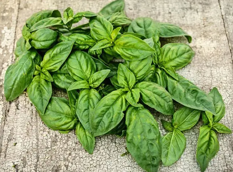 Mammolo Basil