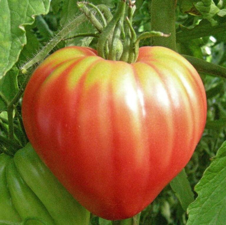 Pink Oxheart Tomato