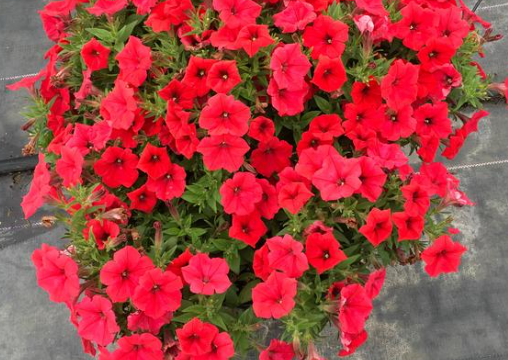 DuraBloom Red Petunia